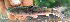  ( - NGA-2014-0101)  @11 [ ] CreativeCommons - Attribution Non-Commercial Share-Alike (2015) Unspecified SNSB, Zoologische Staatssammlung Muenchen