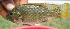  ( - NGA-2014-0125)  @11 [ ] CreativeCommons - Attribution Non-Commercial Share-Alike (2015) Unspecified SNSB, Zoologische Staatssammlung Muenchen