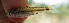  ( - NGA-2014-0136)  @11 [ ] CreativeCommons - Attribution Non-Commercial Share-Alike (2015) Unspecified SNSB, Zoologische Staatssammlung Muenchen