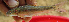  (Labeo cf. parvus - NGA-2014-0156)  @13 [ ] CreativeCommons - Attribution Non-Commercial Share-Alike (2015) Unspecified SNSB, Zoologische Staatssammlung Muenchen