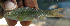  ( - NGA-2014-0217)  @11 [ ] CreativeCommons - Attribution Non-Commercial Share-Alike (2015) Unspecified SNSB, Zoologische Staatssammlung Muenchen