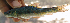  ( - NGA-2014-0223)  @11 [ ] CreativeCommons - Attribution Non-Commercial Share-Alike (2015) Unspecified SNSB, Zoologische Staatssammlung Muenchen