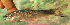  ( - NGA-2014-0244)  @11 [ ] CreativeCommons - Attribution Non-Commercial Share-Alike (2015) Unspecified SNSB, Zoologische Staatssammlung Muenchen