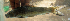  ( - NGA-2014-0251)  @11 [ ] CreativeCommons - Attribution Non-Commercial Share-Alike (2015) Unspecified SNSB, Zoologische Staatssammlung Muenchen