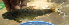  ( - NGA-2014-0252)  @11 [ ] CreativeCommons - Attribution Non-Commercial Share-Alike (2015) Unspecified SNSB, Zoologische Staatssammlung Muenchen