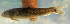  ( - NGA-2014-0258)  @11 [ ] CreativeCommons - Attribution Non-Commercial Share-Alike (2015) Unspecified SNSB, Zoologische Staatssammlung Muenchen