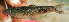  ( - NGA-2014-0367)  @11 [ ] CreativeCommons - Attribution Non-Commercial Share-Alike (2015) Unspecified SNSB, Zoologische Staatssammlung Muenchen