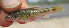  ( - NGA-2014-0497)  @11 [ ] CreativeCommons - Attribution Non-Commercial Share-Alike (2015) Unspecified SNSB, Zoologische Staatssammlung Muenchen