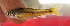  ( - NGA-2014-0549)  @11 [ ] CreativeCommons - Attribution Non-Commercial Share-Alike (2015) Unspecified SNSB, Zoologische Staatssammlung Muenchen