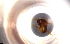  ( - RE21-NG1-HYM-0001)  @11 [ ] by-nc-sa (2024) Nina Grella University of Bayreuth