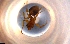  ( - RE21-NG1-HYM-0002)  @11 [ ] by-nc-sa (2024) Nina Grella University of Bayreuth