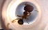  ( - RE21-NG1-HYM-0008)  @11 [ ] by-nc-sa (2024) Nina Grella University of Bayreuth