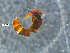  ( - RE21-NG1-HYM-0017)  @11 [ ] by-nc-sa (2024) Nina Grella University of Bayreuth