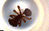  ( - RE21-NG1-HYM-0031)  @11 [ ] by-nc-sa (2024) Nina Grella University of Bayreuth