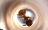  ( - RE21-NG1-HYM-0039)  @11 [ ] by-nc-sa (2024) Nina Grella University of Bayreuth