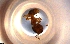  ( - RE21-NG1-HYM-0046)  @11 [ ] by-nc-sa (2024) Nina Grella University of Bayreuth