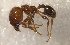  (Pheidole erratilis - RE21-NG1-HYM-0049)  @11 [ ] by-nc-sa (2024) Nina Grella University of Bayreuth