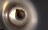  ( - RE21-NG1-HYM-0060)  @11 [ ] by-nc-sa (2024) Nina Grella University of Bayreuth