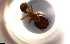  (Pheidole AGB3316 - RE21-NG1-HYM-0061)  @11 [ ] by-nc-sa (2024) Nina Grella University of Bayreuth