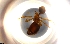  ( - RE21-NG1-HYM-0062)  @11 [ ] by-nc-sa (2024) Nina Grella University of Bayreuth