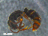  ( - RE21-NG1-HYM-0091)  @11 [ ] by-nc-sa (2024) Nina Grella University of Bayreuth