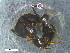  ( - RE21-NG1-HYM-0093)  @11 [ ] by-nc-sa (2024) Nina Grella University of Bayreuth