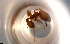  ( - RE21-NG1-HYM-0114)  @11 [ ] CreativeCommons by-nc-sa (2024) Nina Grella University of Bayreuth