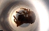  ( - RE21-NG1-HYM-0115)  @11 [ ] CreativeCommons by-nc-sa (2024) Nina Grella University of Bayreuth