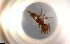  ( - RE21-NG1-HYM-0118)  @11 [ ] CreativeCommons by-nc-sa (2024) Nina Grella University of Bayreuth