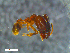  (Pheidole AGB3322 - RE21-NG1-HYM-0133)  @11 [ ] CreativeCommons by-nc-sa (2024) Nina Grella University of Bayreuth