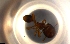  ( - RE21-NG1-HYM-0139)  @11 [ ] CreativeCommons by-nc-sa (2024) Nina Grella University of Bayreuth