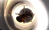  ( - RE21-NG1-HYM-0150)  @11 [ ] CreativeCommons by-nc-sa (2024) Nina Grella University of Bayreuth