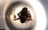  ( - RE21-NG1-HYM-0160)  @11 [ ] CreativeCommons by-nc-sa (2024) Nina Grella University of Bayreuth