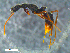  ( - RE21-NG1-HYM-0174)  @11 [ ] CreativeCommons by-nc-sa (2024) Nina Grella University of Bayreuth
