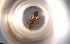  ( - RE21-NG1-HYM-0189)  @11 [ ] CreativeCommons by-nc-sa (2024) Nina Grella University of Bayreuth