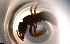  ( - RE21-NG1-HYM-0194)  @11 [ ] CreativeCommons by-nc-sa (2024) Nina Grella University of Bayreuth