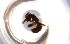  ( - RE21-NG1-HYM-0216)  @11 [ ] CreativeCommons by-nc-sa (2024) Nina Grella University of Bayreuth
