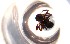  ( - RE21-NG1-HYM-0218)  @11 [ ] CreativeCommons by-nc-sa (2024) Nina Grella University of Bayreuth