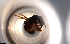  (Pseudoponera AGB2997 - RE21-NG1-HYM-0219)  @11 [ ] CreativeCommons by-nc-sa (2024) Nina Grella University of Bayreuth