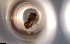  ( - RE21-NG1-HYM-0247)  @11 [ ] CreativeCommons by-nc-sa (2024) Nina Grella University of Bayreuth