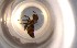  ( - RE21-NG1-HYM-0259)  @11 [ ] CreativeCommons by-nc-sa (2024) Nina Grella University of Bayreuth