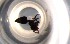  ( - RE21-NG1-HYM-0266)  @11 [ ] CreativeCommons by-nc-sa (2024) Nina Grella University of Bayreuth