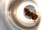  ( - RE21-NG1-HYM-0267)  @11 [ ] CreativeCommons by-nc-sa (2024) Nina Grella University of Bayreuth