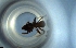  ( - RE21-NG1-HYM-0359)  @11 [ ] CreativeCommons by-nc-sa (2024) Nina Grella University of Bayreuth