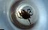  ( - RE21-NG1-HYM-0387)  @11 [ ] CreativeCommons by-nc-sa (2024) Nina Grella University of Bayreuth