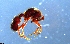  (Proceratium AGB3031 - RE21-NG1-HYM-0402)  @11 [ ] CreativeCommons by-nc-sa (2024) Nina Grella University of Bayreuth