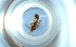  ( - RE21-NG1-HYM-0415)  @11 [ ] CreativeCommons by-nc-sa (2024) Nina Grella University of Bayreuth