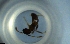  ( - RE21-NG1-HYM-0431)  @11 [ ] CreativeCommons by-nc-sa (2024) Nina Grella University of Bayreuth