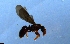  ( - RE21-NG1-HYM-0432)  @11 [ ] CreativeCommons by-nc-sa (2024) Nina Grella University of Bayreuth