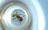  ( - RE21-NG1-HYM-0435)  @11 [ ] CreativeCommons by-nc-sa (2024) Nina Grella University of Bayreuth